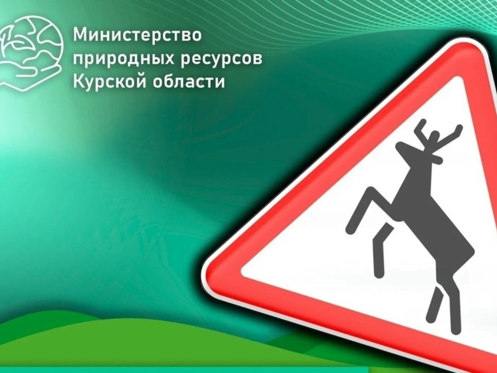 Минприроды Курской области сигнализирует о росте столкновений с лосем и лесными обитателями