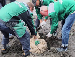 Саратовский «Горпарок» оживает: более ста молодых дубов укоренятся в историческом парке